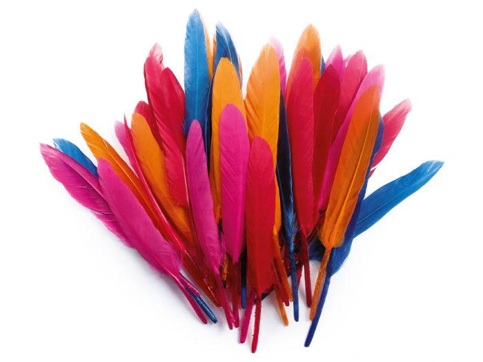 Feathers cutted Graine Creative